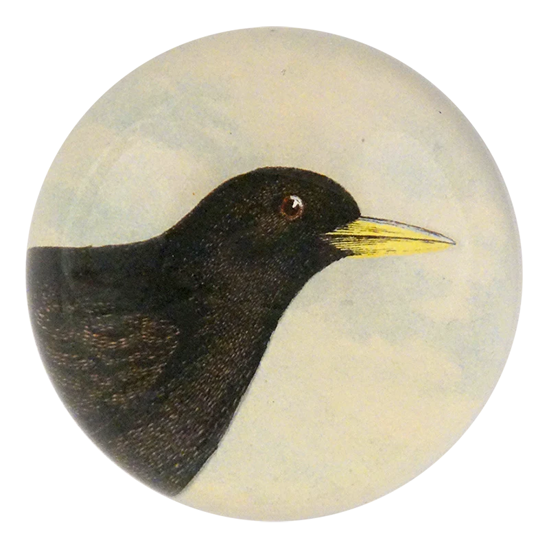 Alpine Chough
