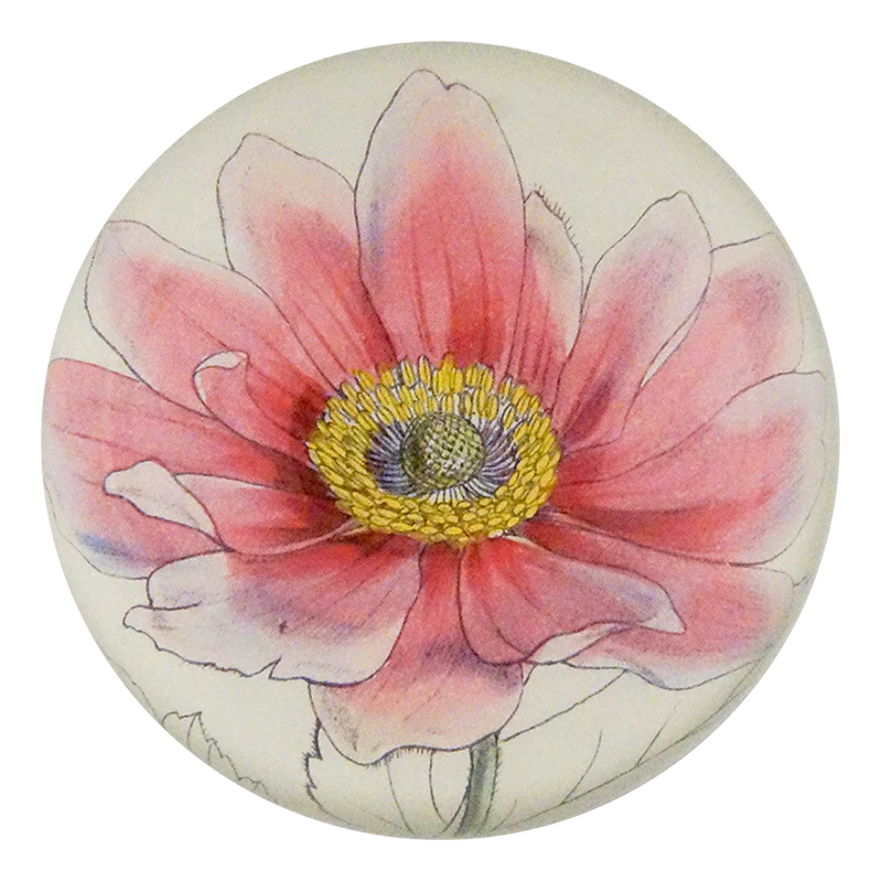 Anemone Japonica Pink