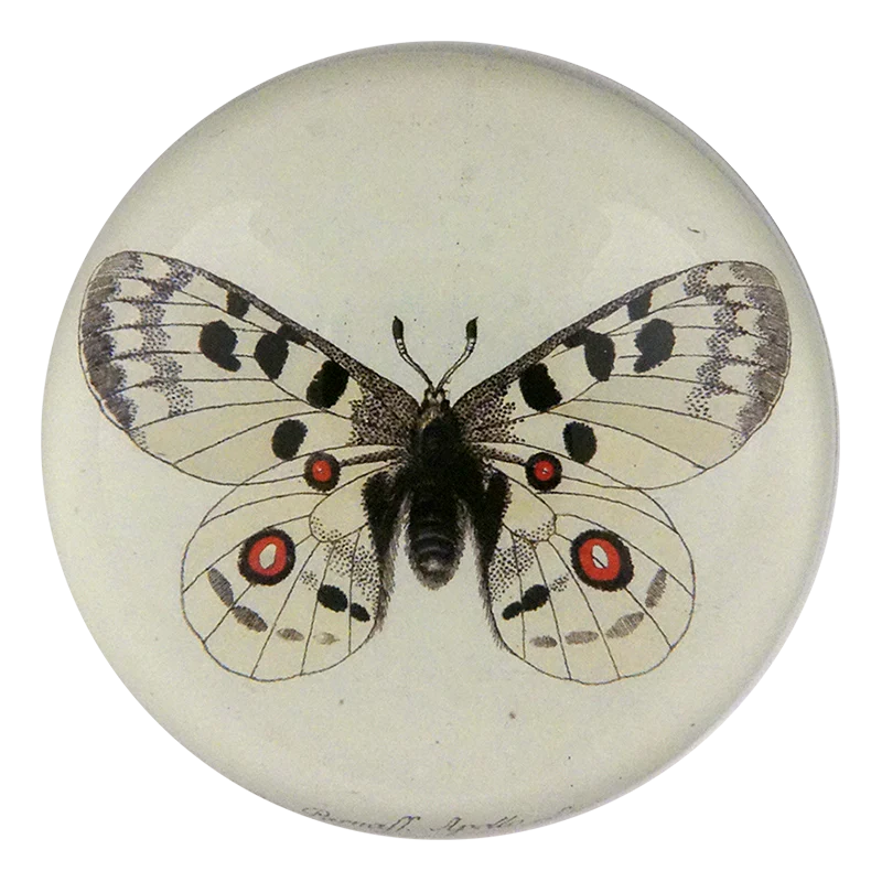Apollo Butterfly