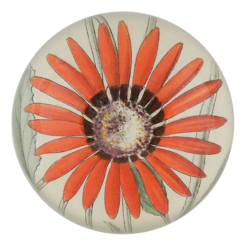 Arctotis Roodae