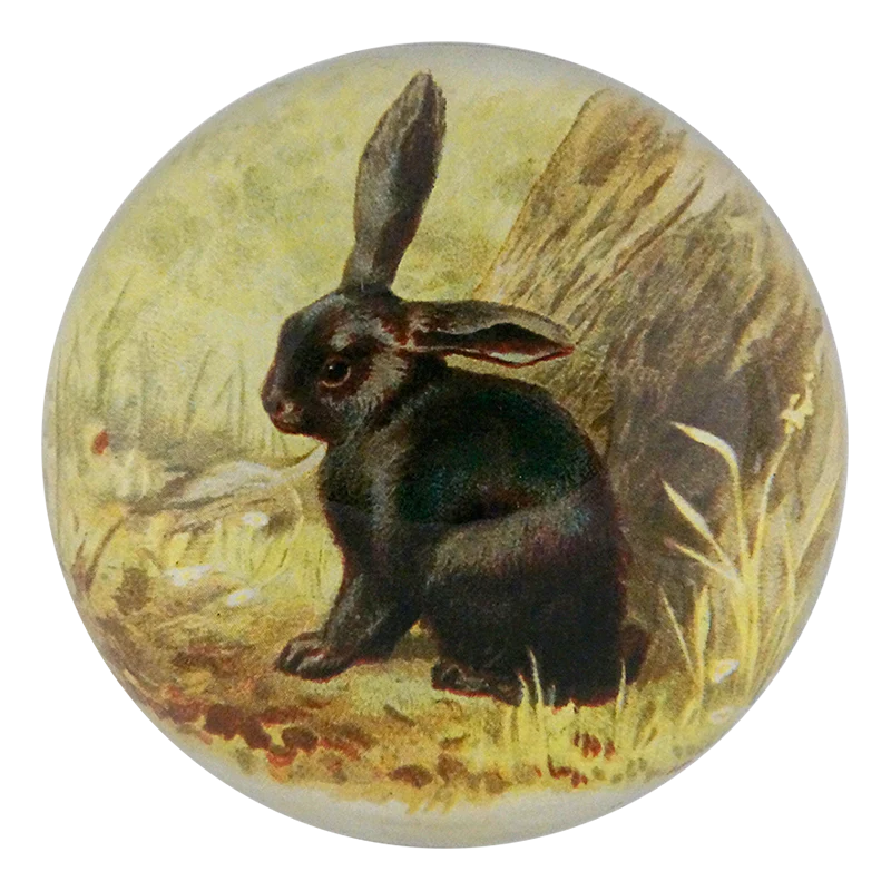 Black Bunny