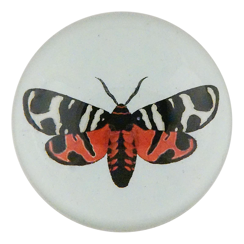 Bombyx Hebe Fabr.