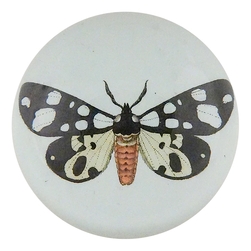 Bombyx Villica Fabr.
