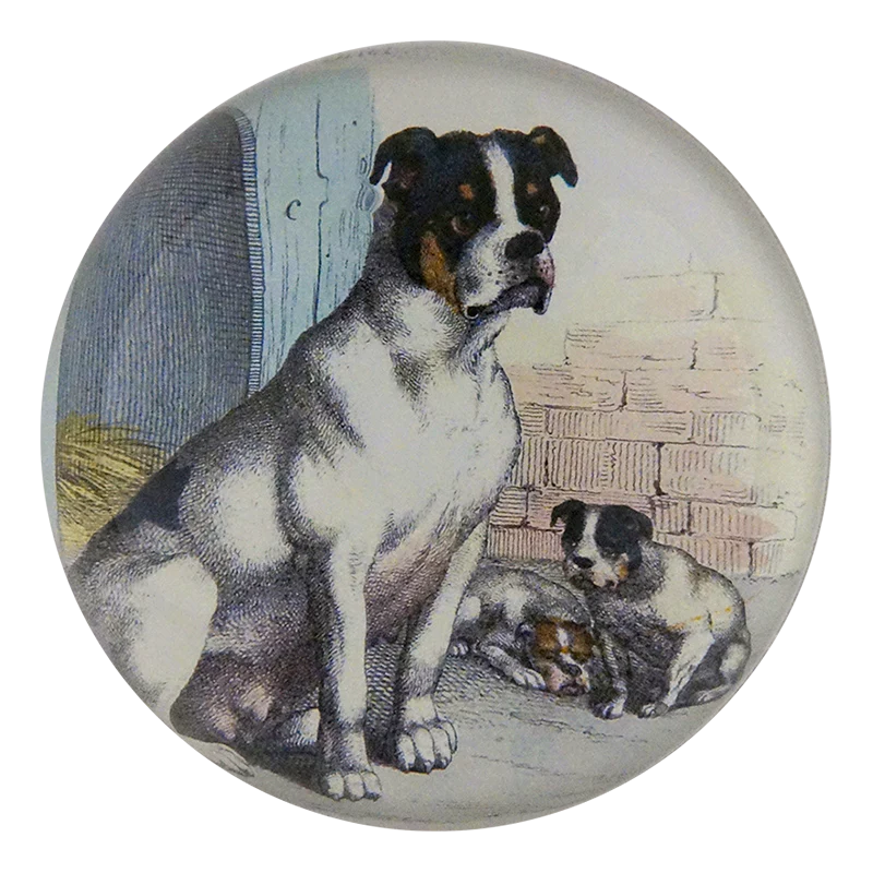 Bull Dog with Puppies