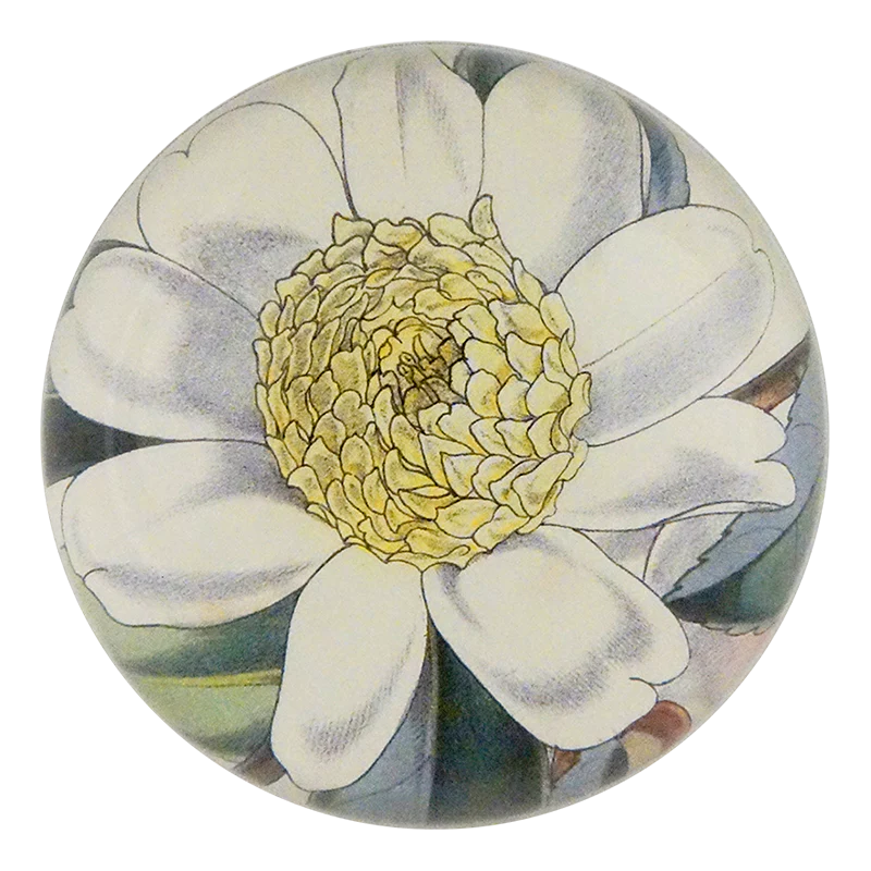 Camellia Sasanqua