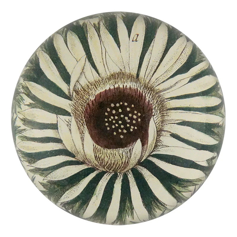 Carlina Acaulis