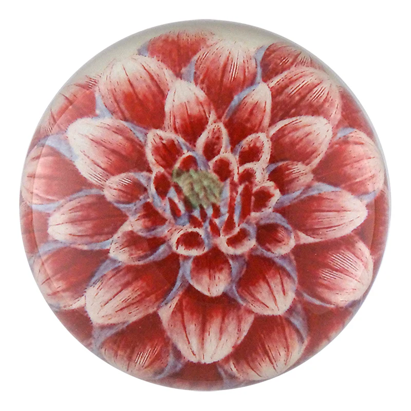 Dark Pink Dahlia