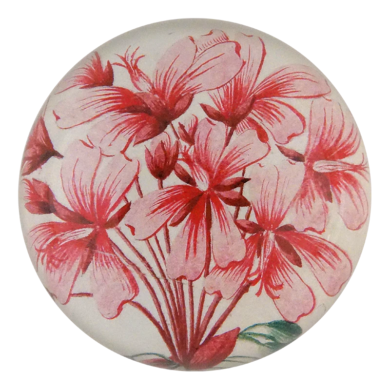 Geranium Zonale