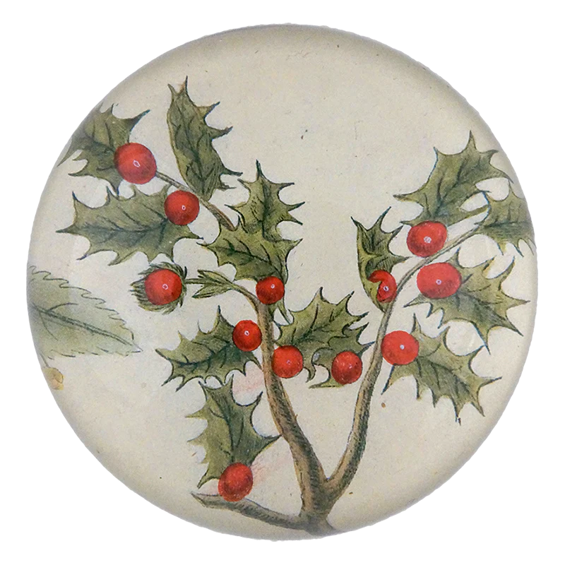 Ilex Coccifera (Holly)