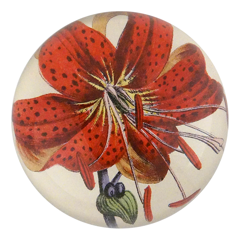 Lily Fig. 3