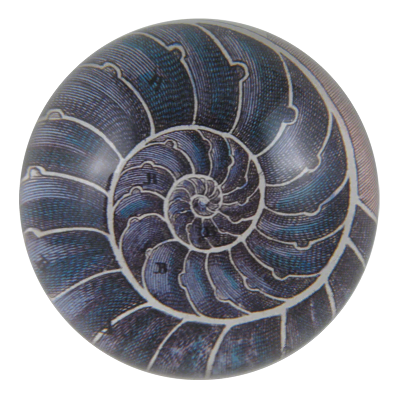 Nautilus