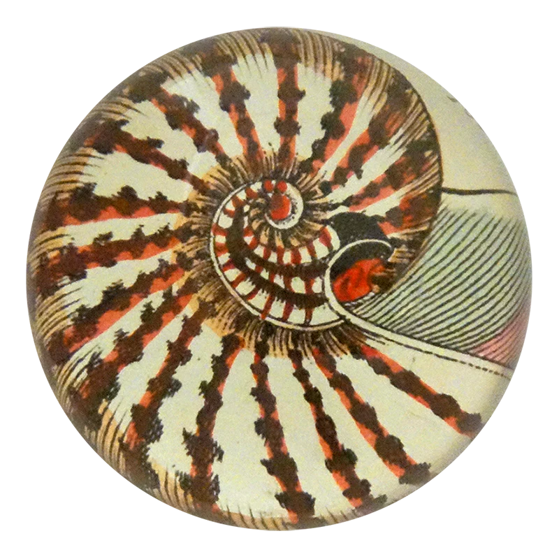 Nautilus Shell 160