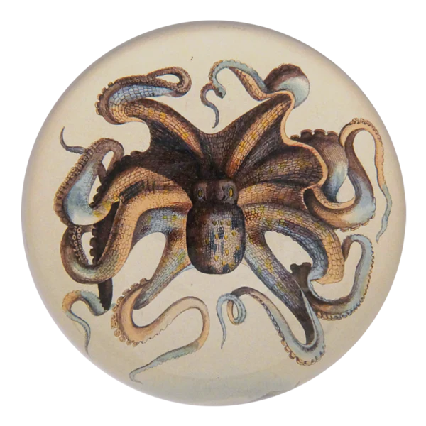 Octopus