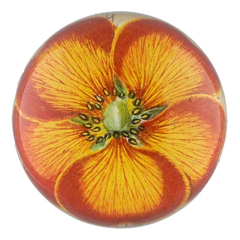 Orange Nasturtium