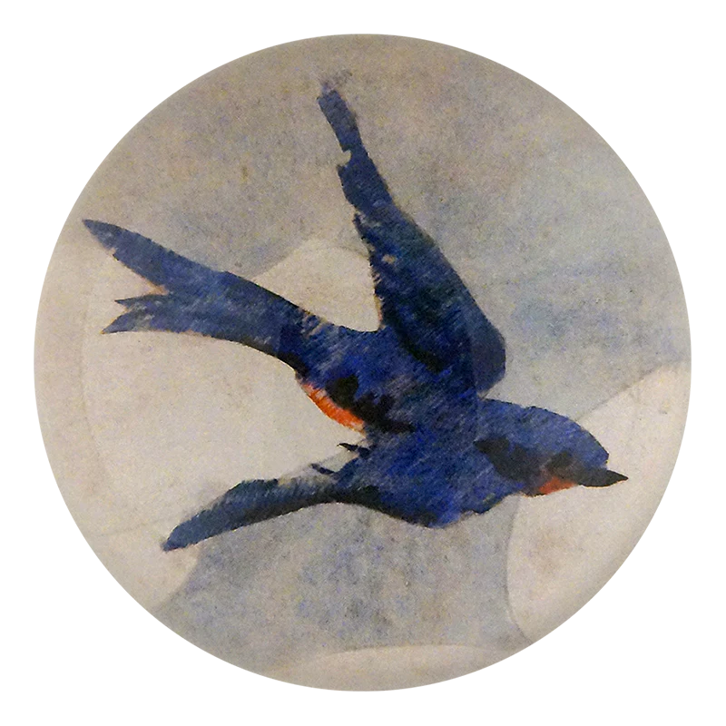 Painted Swallow