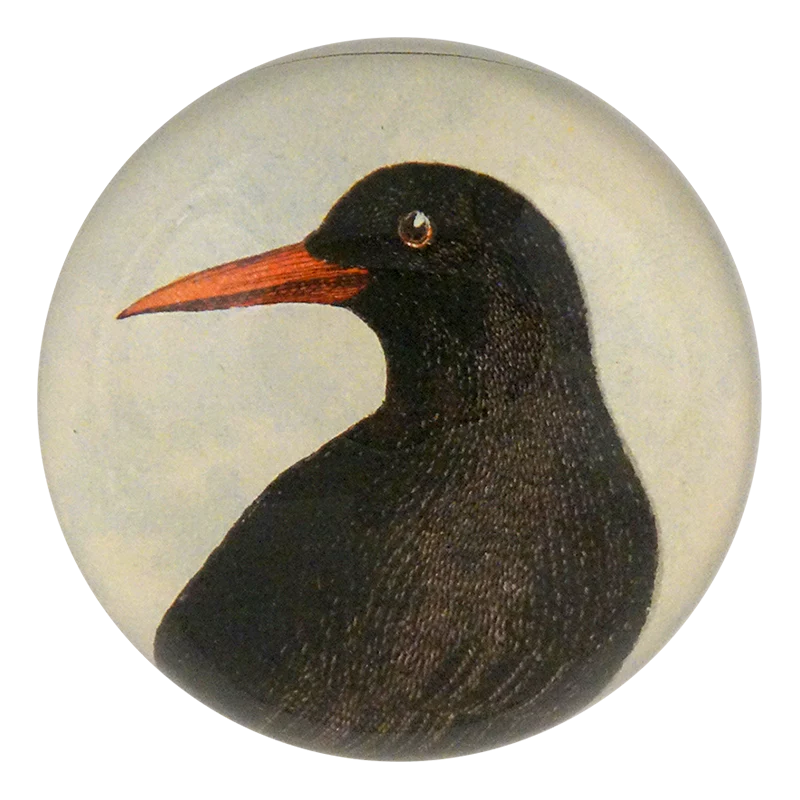 Red-Billed Chough