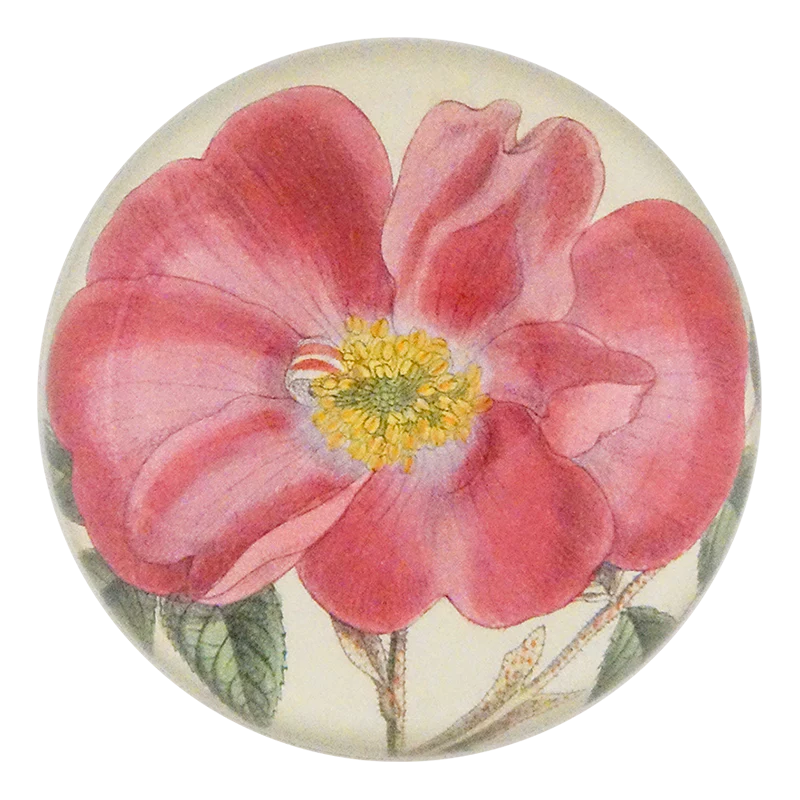 Rosa Incarnata