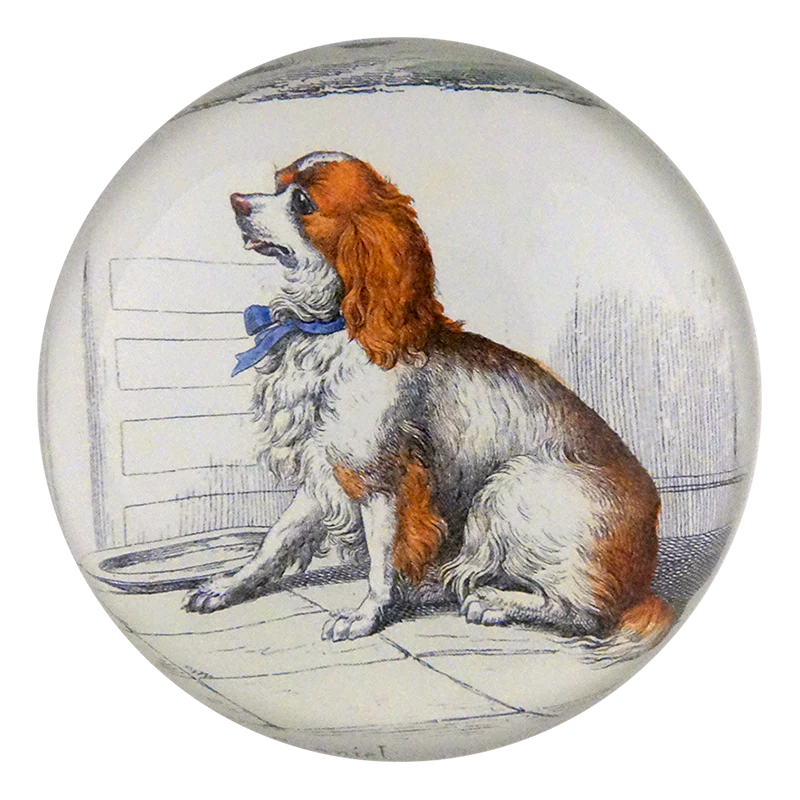 Spaniel with Bow