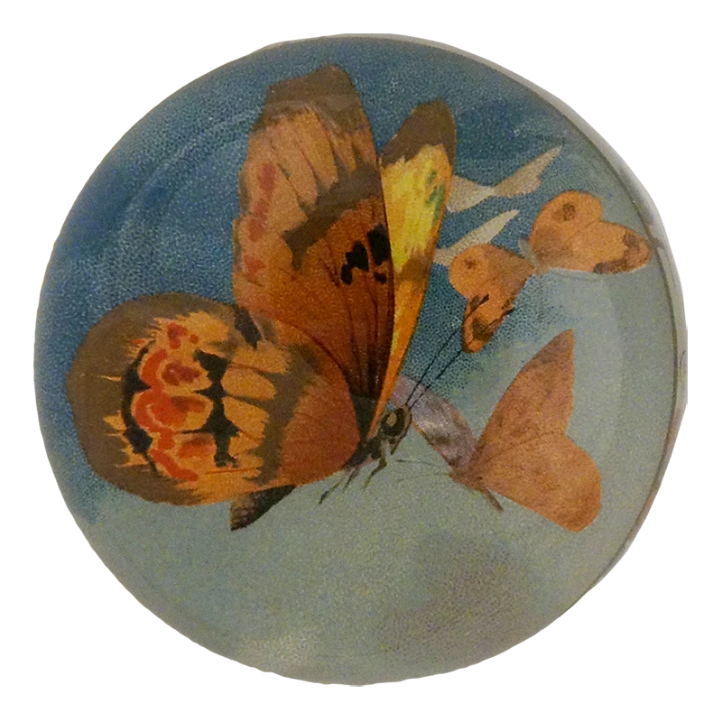 The Golden Butterfly