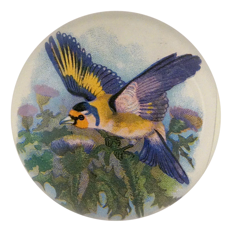 Thistle Bird