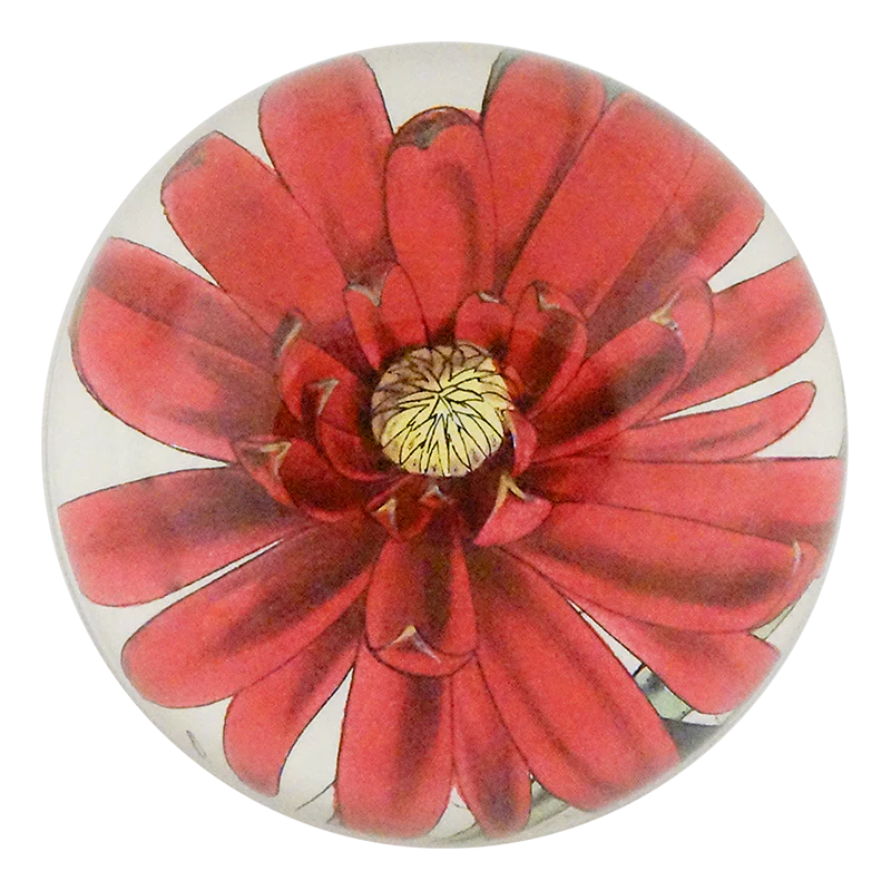 Western Calycanthus