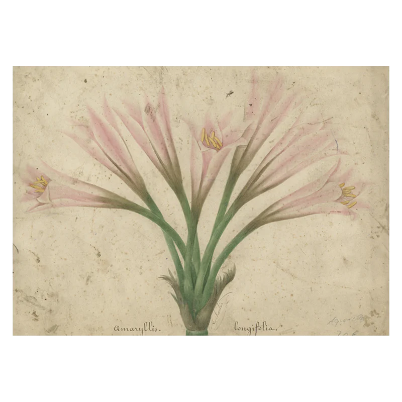 Amaryllis