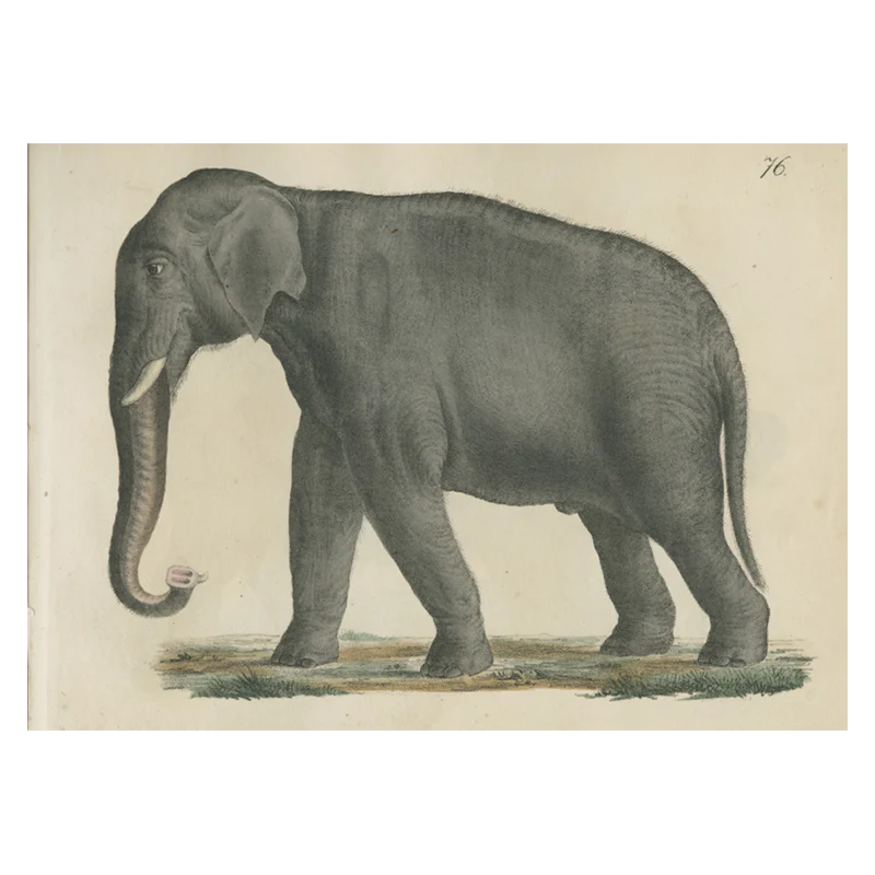 Elephant