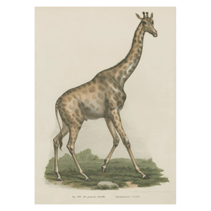 Giraffe