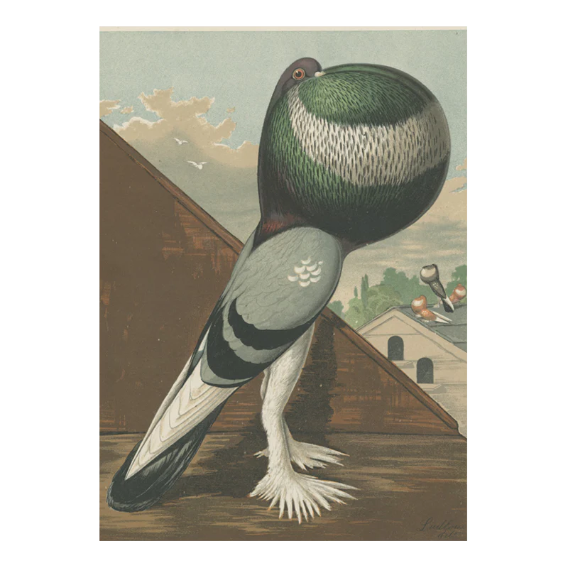 Green Pouter Cock