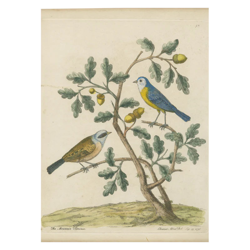 Mountain Titmouse