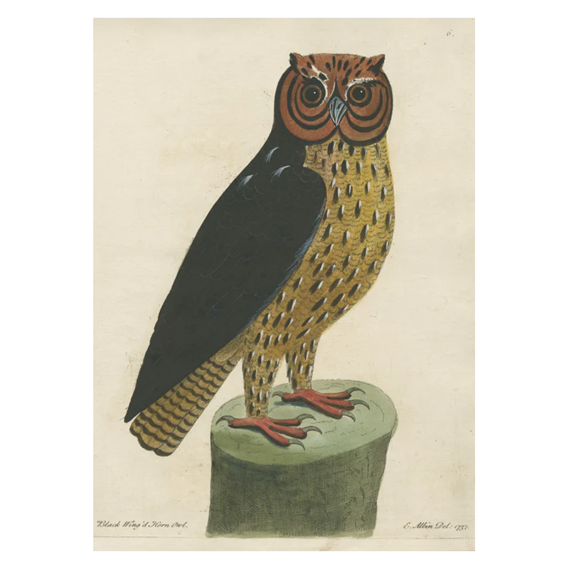 Black Wing'd Horned Owl