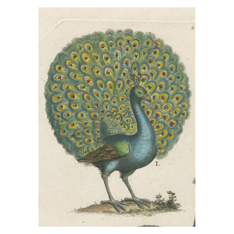 Coy Peacock