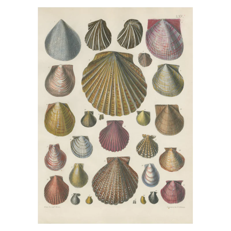 Shells