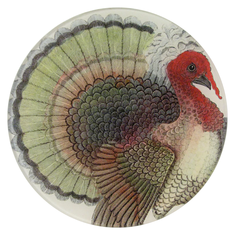 Crested Turkey