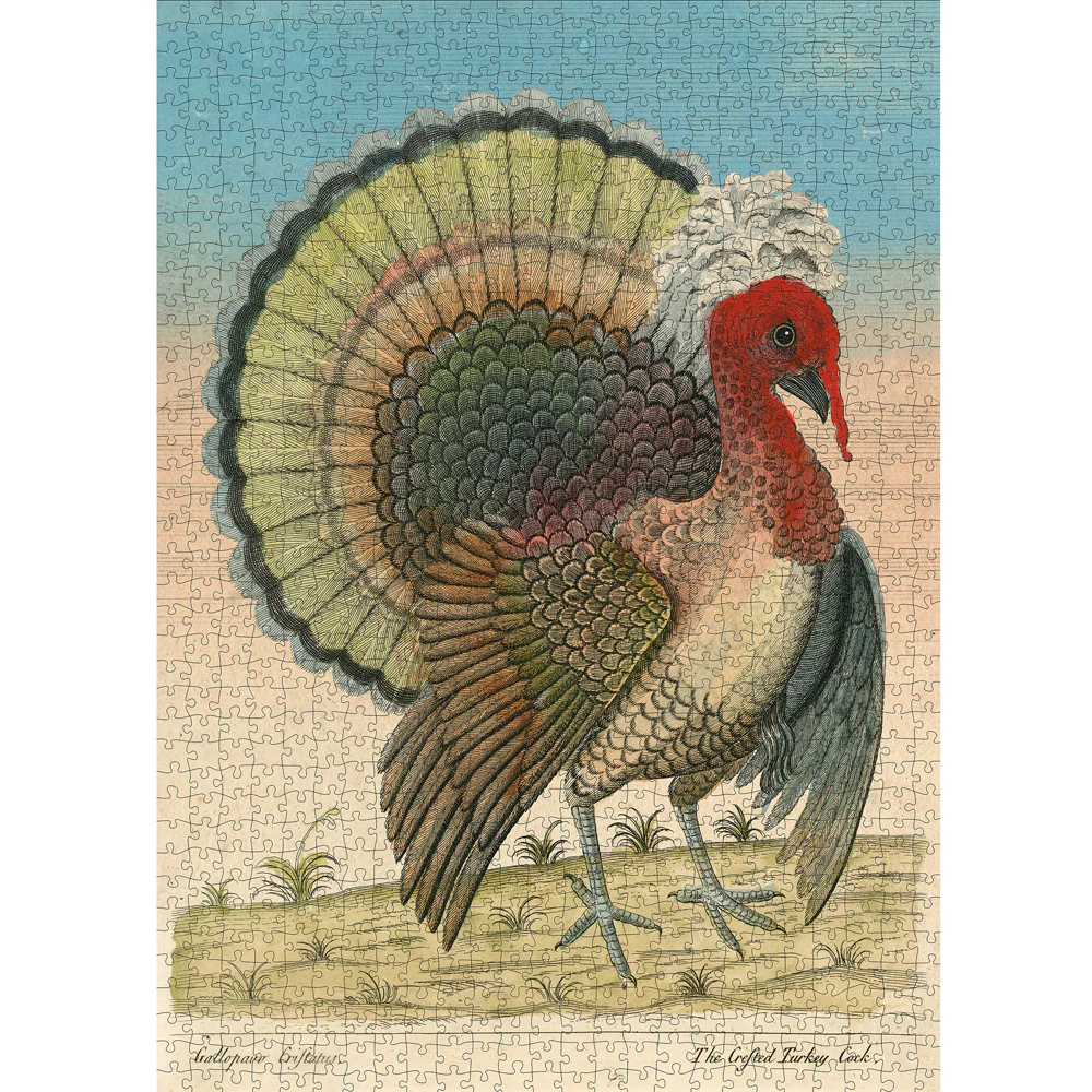 Crested Turkey - Image 2