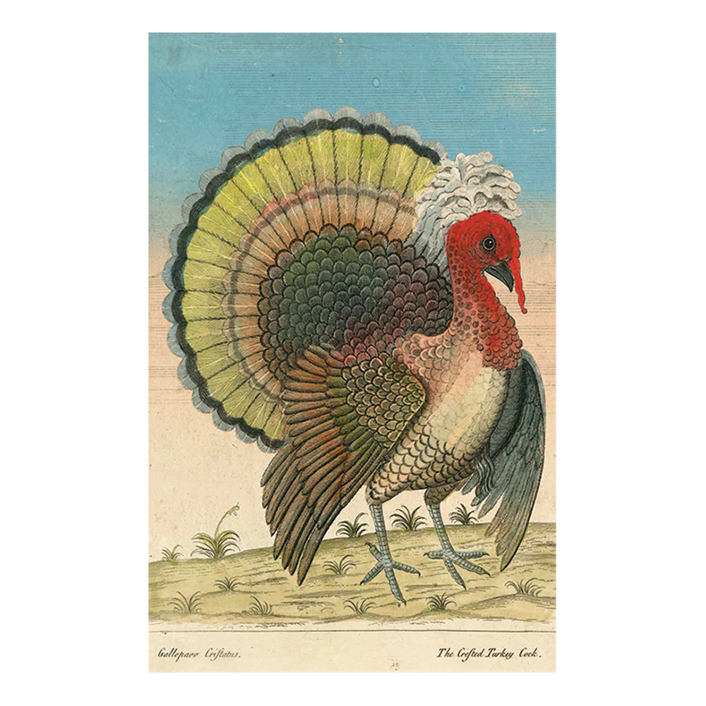 Crested Turkey