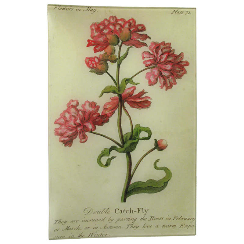 Double Catch-Fly (Floral)