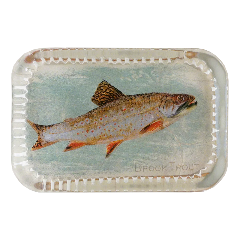 Brook Trout (Fish)