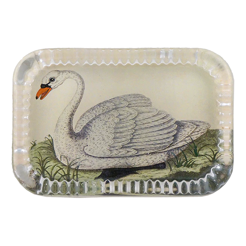 Female Swan