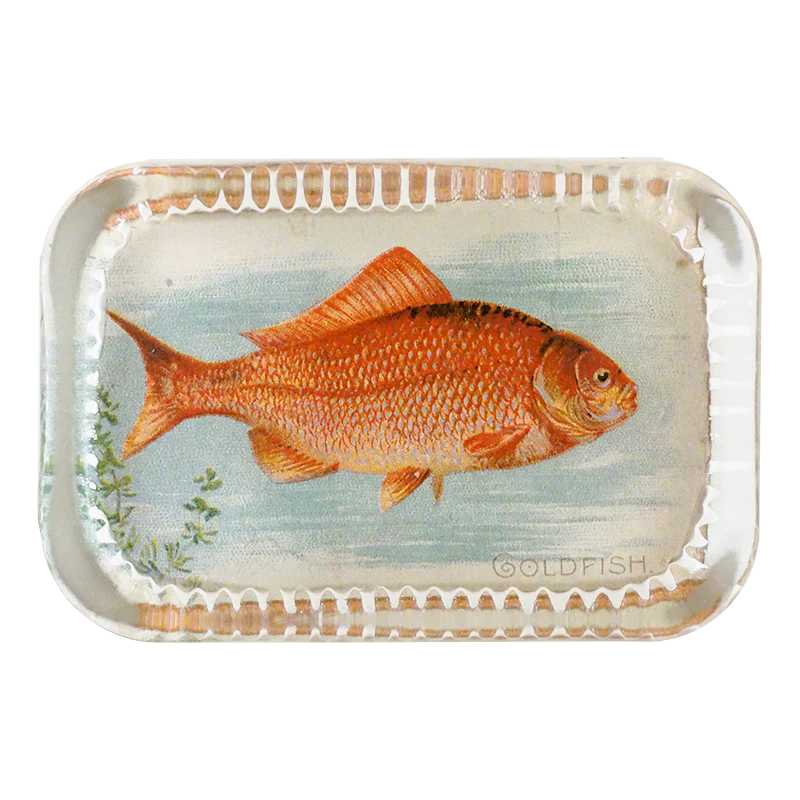 Goldfish (Fish)