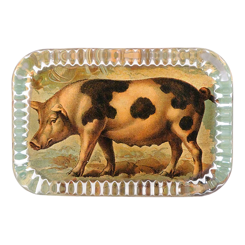 Pig on Farm
