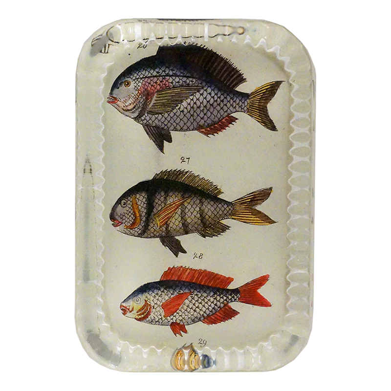 School of Fish