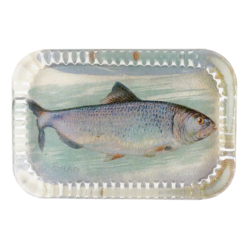 Shad (Fish)