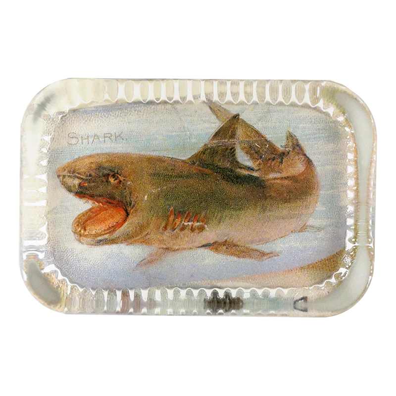 Shark (Fish)