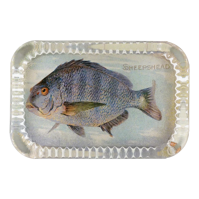 Sheepshead (Fish)