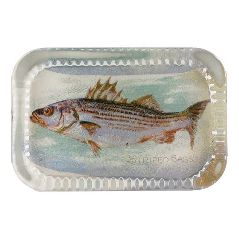 Striped Bass (Fish)