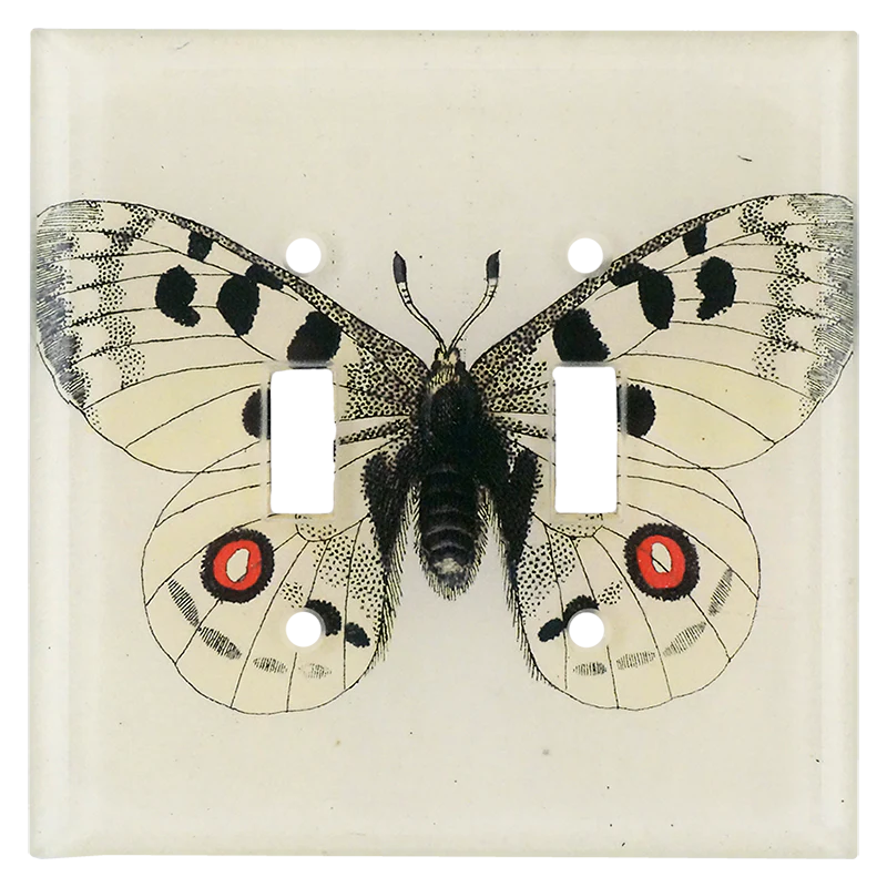 Apollo Butterfly