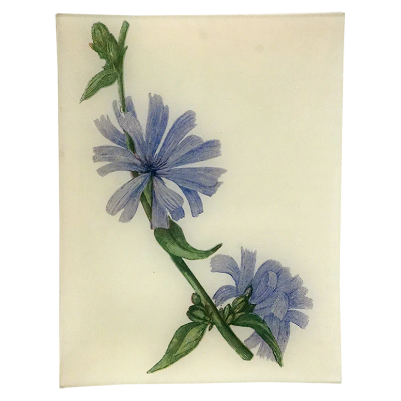 Blue Succory