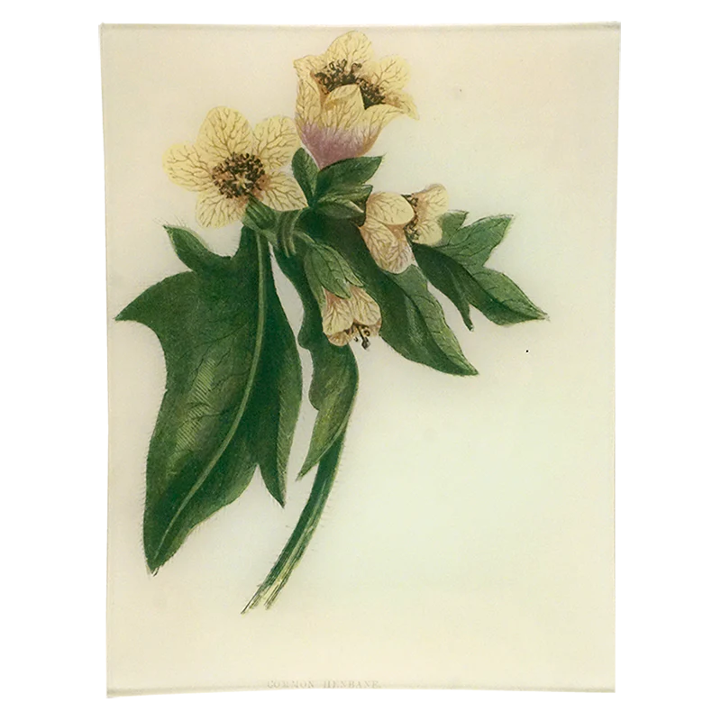 Common Henbane