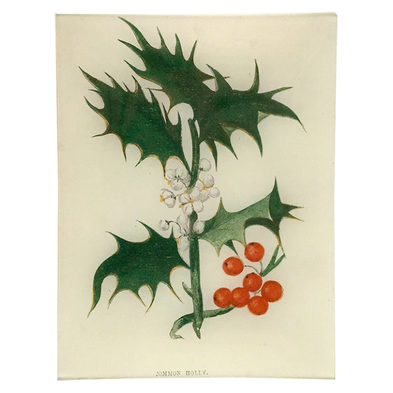 Common Holly